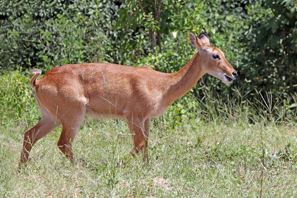 A reddish-gold female puku antelope in full profile, standing in green grass in front of dense bush