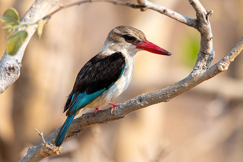 A kingfisher with a red bill, brown head, black back and turquoise wing and tail perched on a bare branch against a soft golden background