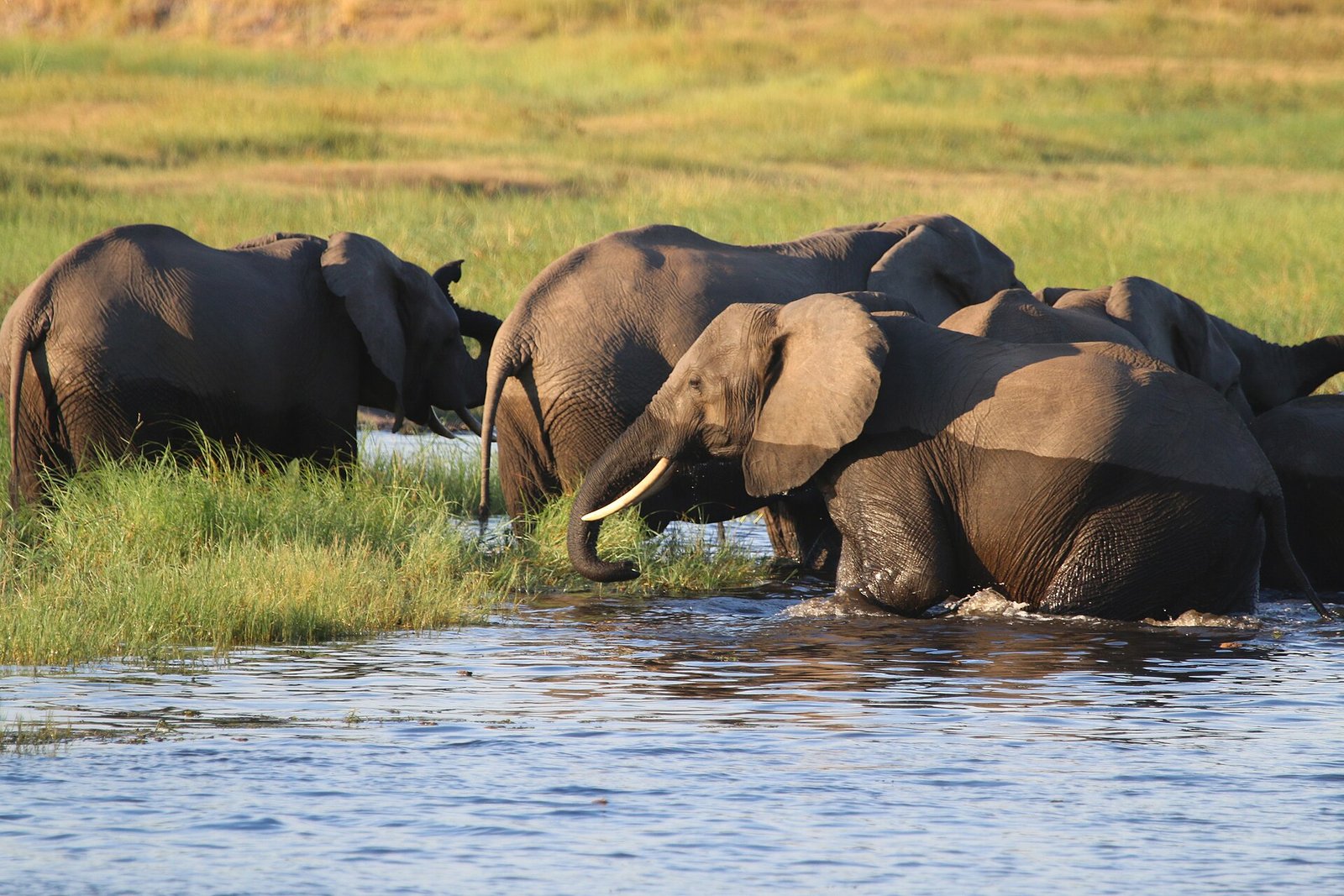Several elephants wading through shallow water and tall green grass in warm evening light, one with a pale tusk raised, water running off their dark wet flanks