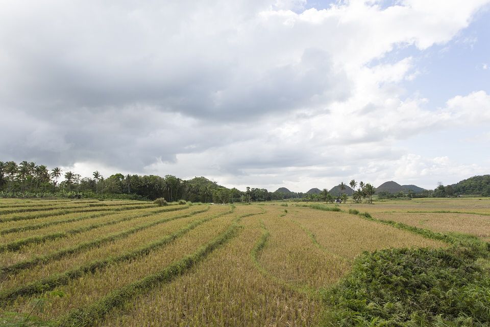 Striped fields of cut golden rice stubble stretching to a line of palms, with low rounded hills on the horizon under cloud