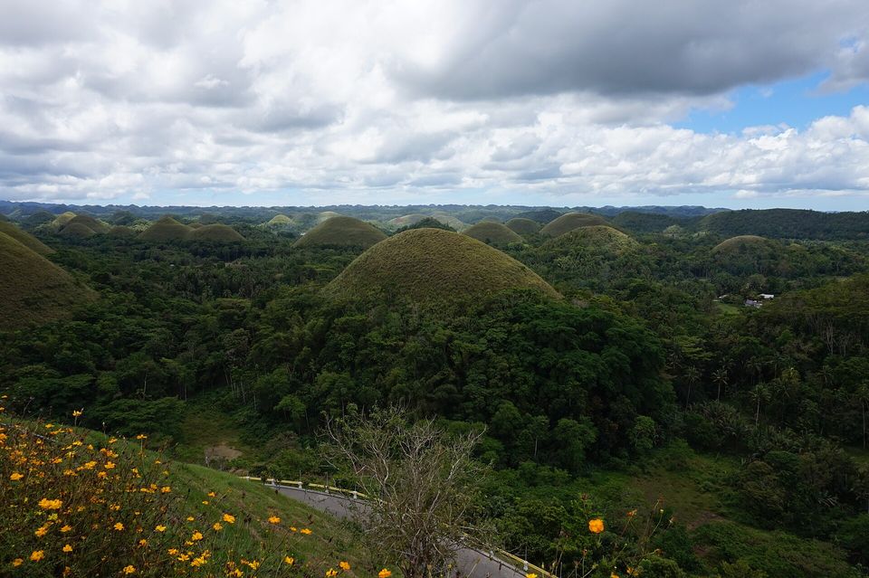 A curving grey road below a bank of yellow flowers, with a large grassy cone hill and more cones beyond a forested valley under a cloudy sky