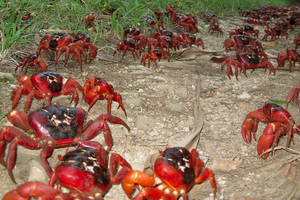Dozens of bright red crabs spread across a pale stony track between grass and forest, the nearest ones large in the foreground