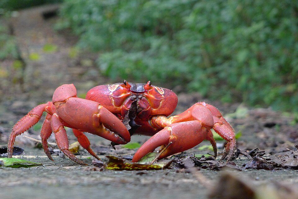 A single scarlet red crab faces the lens at ground level on a forest path, claws forward, the forest a soft green blur behind