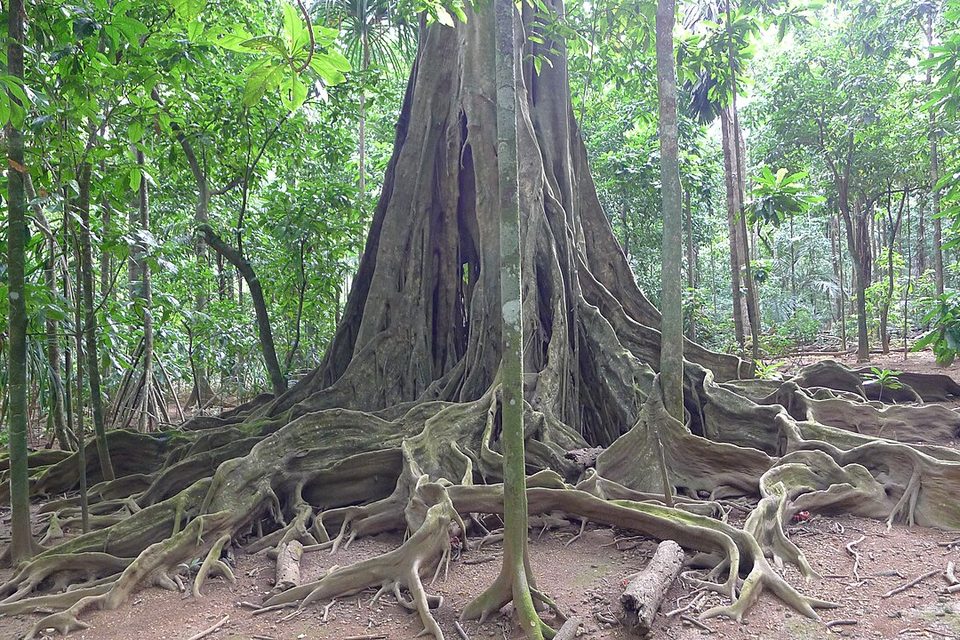 A huge fig trunk spreads a web of grey roots across red-brown earth in a green rainforest of slender trunks