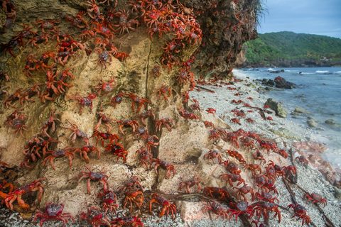 Hundreds of red crabs cover a pale limestone cliff and a pebble beach beside blue water, with a forested headland beyond