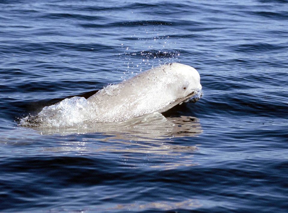 The pale head and back of a beluga whale breaking the surface of dark water