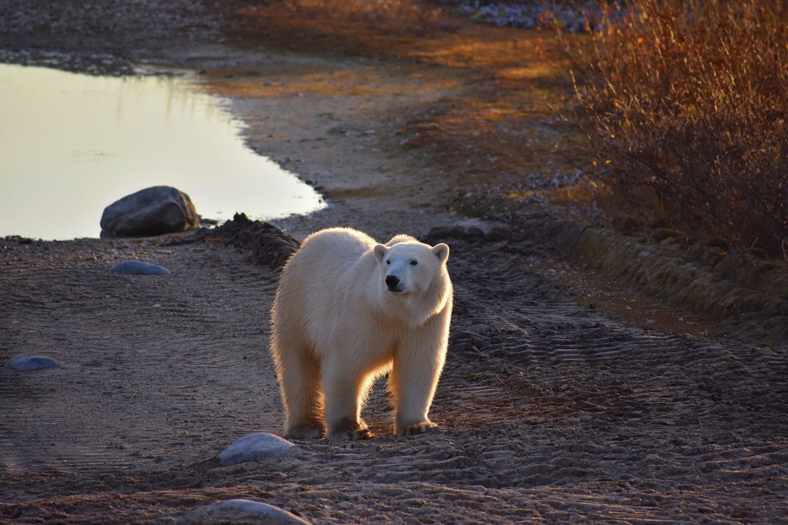 A pale polar bear walking toward the camera along a gravel track beside a still pool, low golden light on the tundra