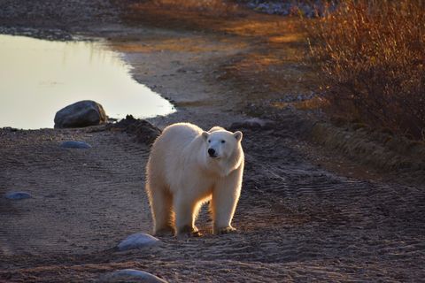 A pale polar bear walking toward the camera along a gravel track beside a still pool, low golden light on the tundra