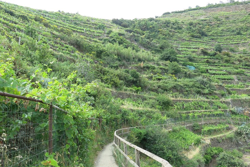 A gravel path with a wooden rail running along a hillside of stone-walled vineyard terraces