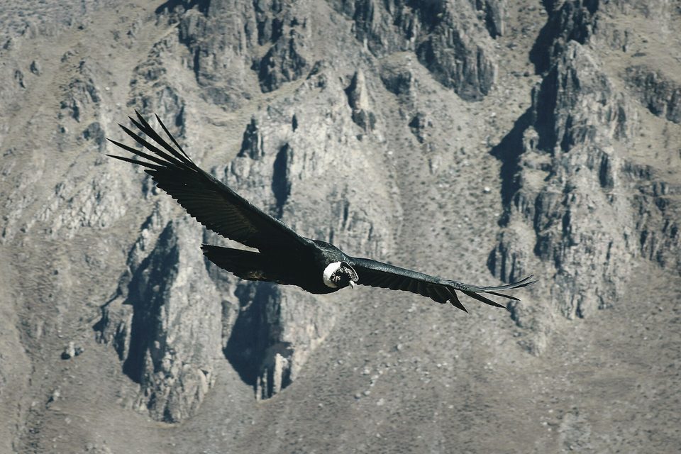 A black Andean condor with a white neck ruff gliding on spread wings across a grey rock cliff face