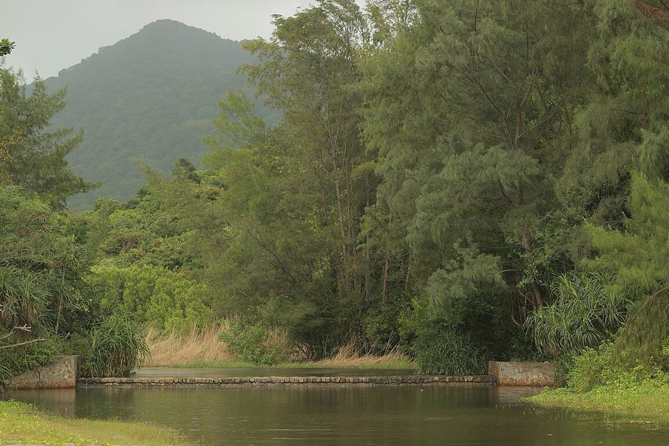 A still stream with a low stone weir runs between dense casuarina and broadleaf forest, a green peak behind