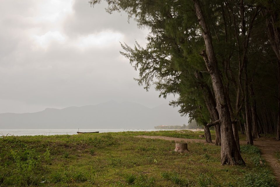 Tall, wispy casuarina trees line a grassy shore beside a calm bay, with a small boat and misty mountains beyond