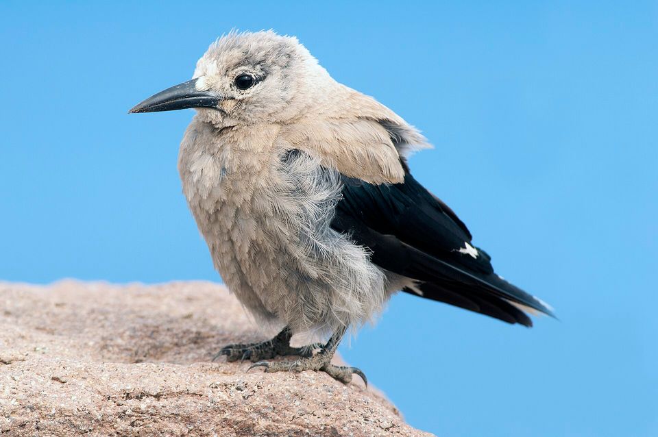 A pale grey bird with a black bill, black wings with white patches and a fluffy chest perched on a granular rock against a clear blue sky