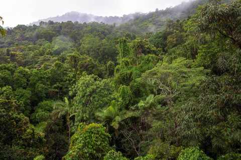 Dense layered rainforest with fan palms in front and mist drifting over a forested ridge