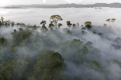 Tall rainforest trees rising out of thick morning fog, with ridges beyond