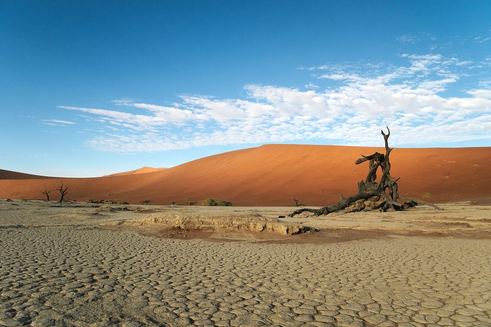 Pale clay cracked into a mosaic of small polygons in the foreground, a twisted black dead tree and an orange dune behind