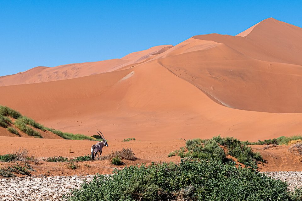 A single gemsbok with long straight horns standing among green shrubs at the foot of a huge orange dune under deep blue sky