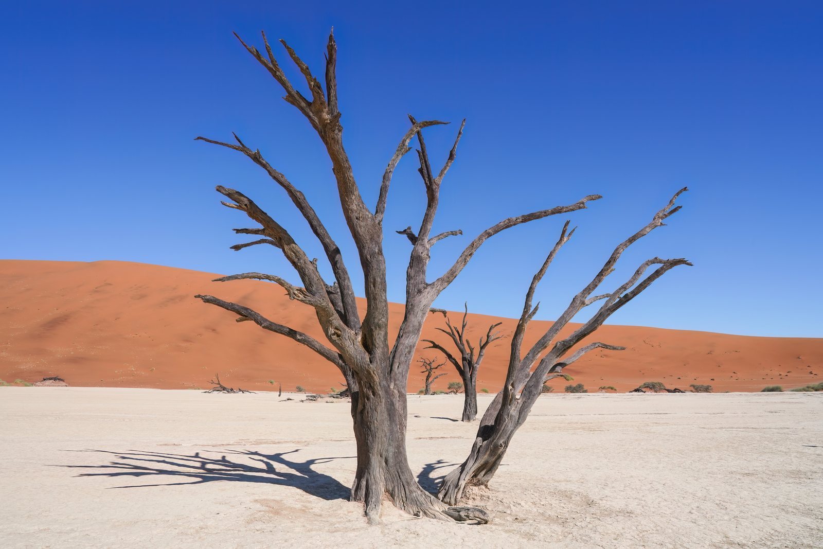 Blackened dead camel thorn trees standing on a white clay pan, a tall orange sand dune rising behind them under deep blue sky