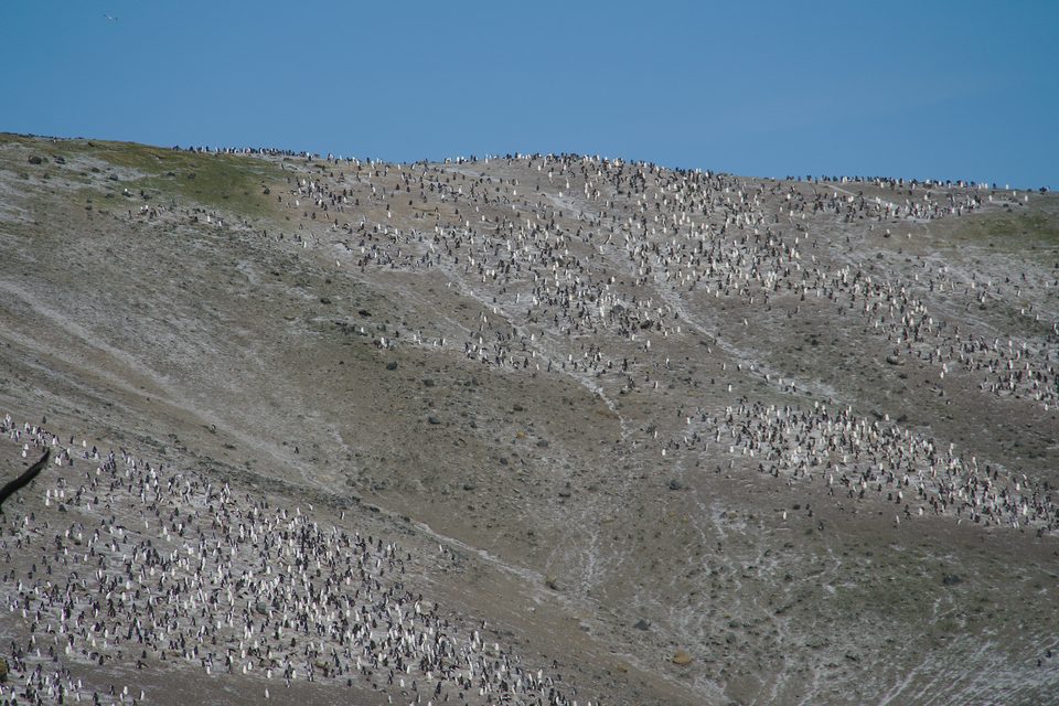 A long bare hillside covered from top to bottom with thousands of nesting chinstrap penguins