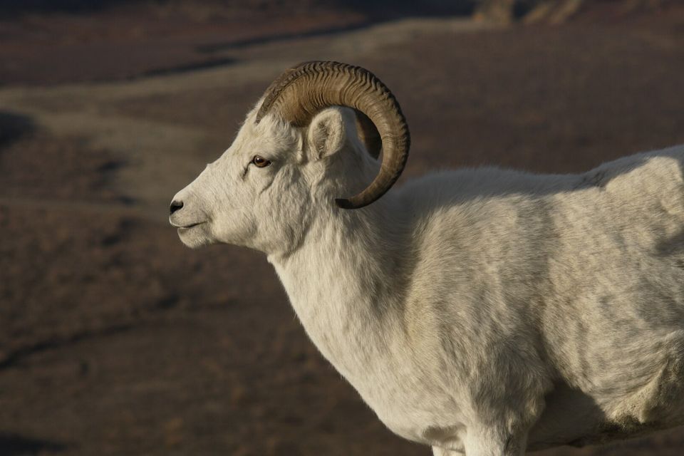 A white Dall sheep ram with thick curled horns, side on, against a brown slope