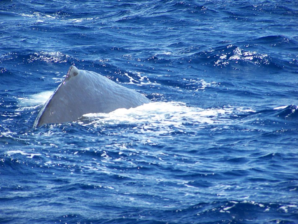 The grey wrinkled back and hump of a whale breaking a deep blue sea