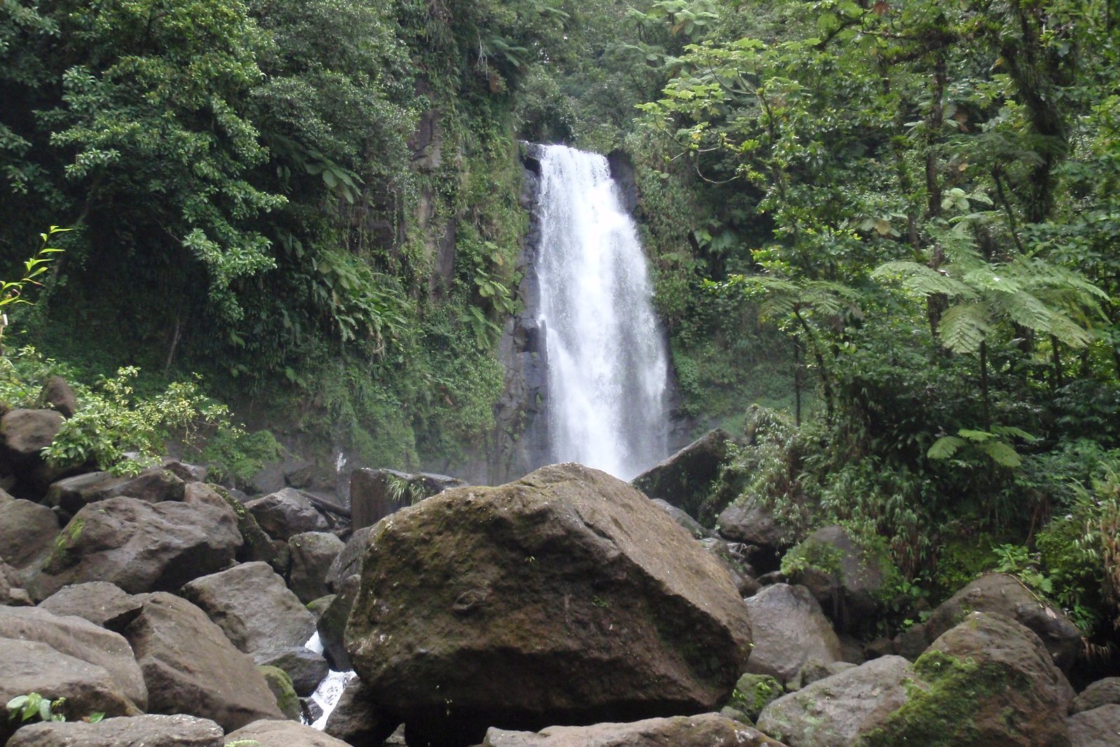 A waterfall dropping into a pool of boulders inside dense mountain rainforest, tree ferns and broadleaf canopy crowding the gorge
