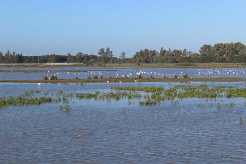 Flamingos feeding across a flooded marsh under a clear sky, with a line of trees beyond