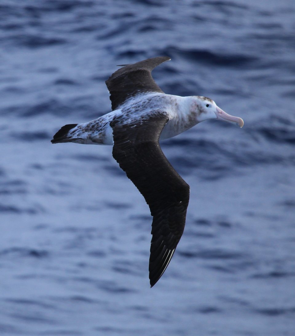 A large white-bodied albatross with long dark wings gliding low over rippled blue water