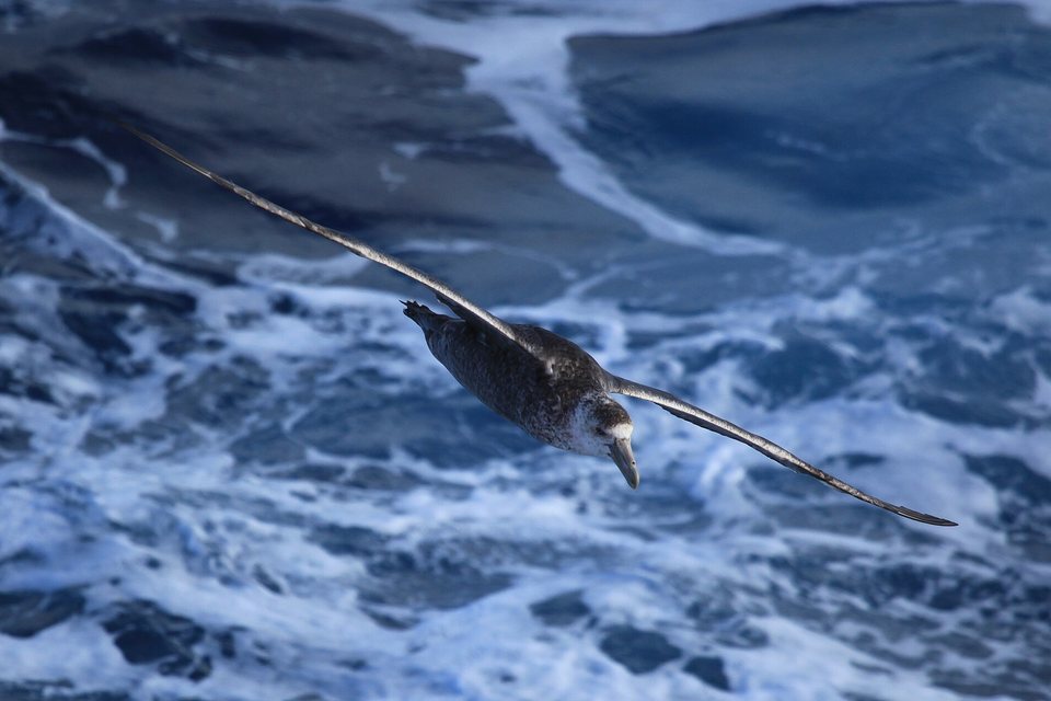 A mottled brown seabird with a pale heavy bill gliding on stiff wings just above foaming white water