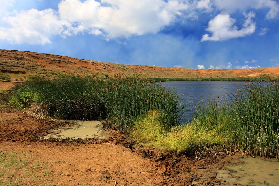Tall green reeds with brown seed heads growing at the edge of a still blue lake, a bare orange-red crater slope beyond it under bright cloud