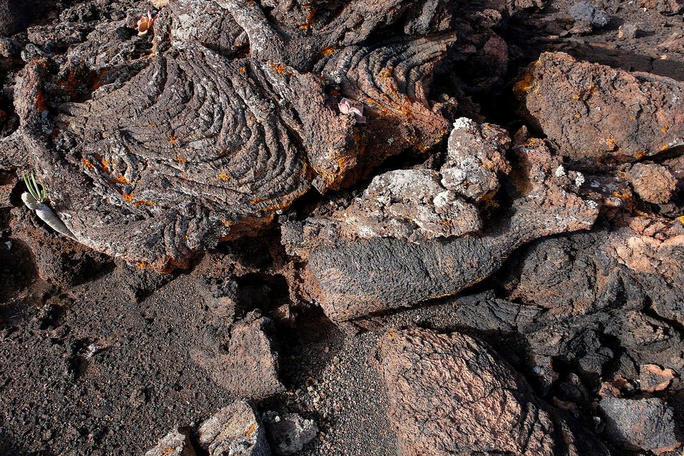 Close view of dark lava with coiled, rope-like folds, flecked with orange lichen, a single small plant sprouting at left