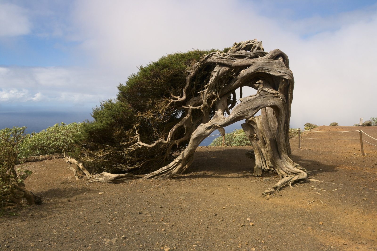 A silver-grey juniper bent flat by the wind arches over red-brown ground, its green crown streaming one way, the Atlantic and a bank of cloud behind
