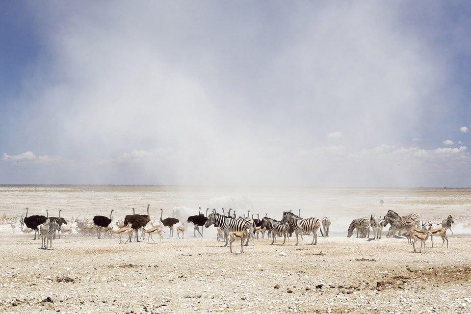 Game crossing the white edge of the pan under a dust plume