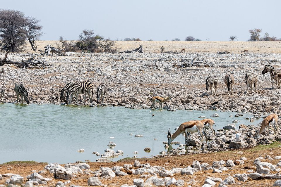 Zebra drinking in a line with springbok waiting beside a pale waterhole