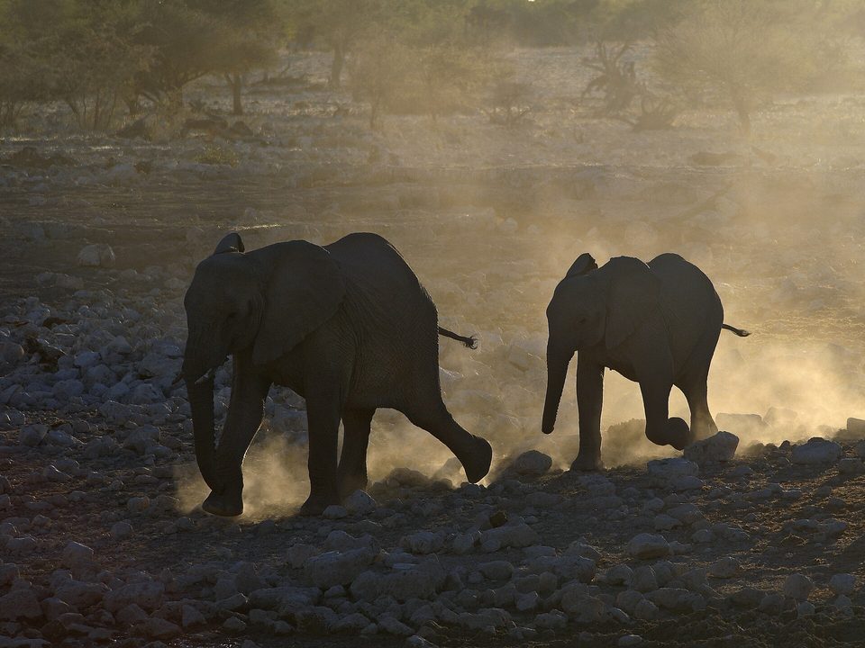 Backlit elephants walking fast through dust toward water in low gold light