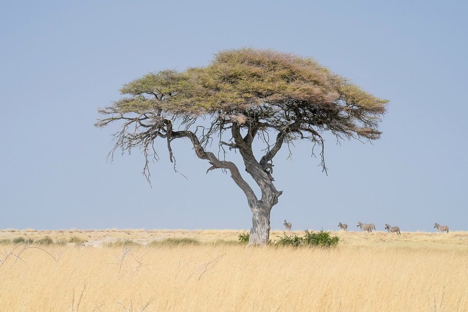 A single flat-topped acacia on pale grassland, zebra small on the horizon