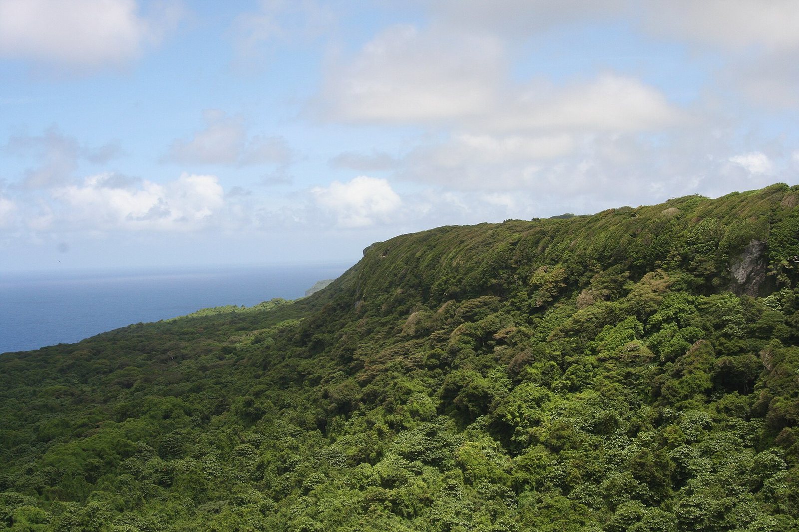 A wall of dense, wind-shaped forest runs along a high cliff edge that drops toward the sea at left, under broken cloud