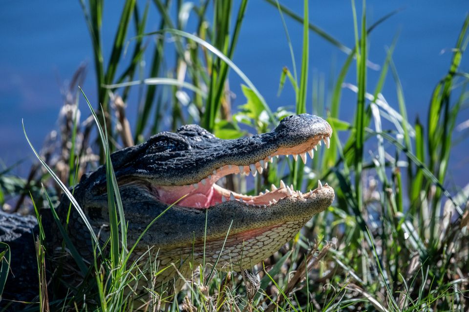 An American alligator with its jaws open, lying in water and grass