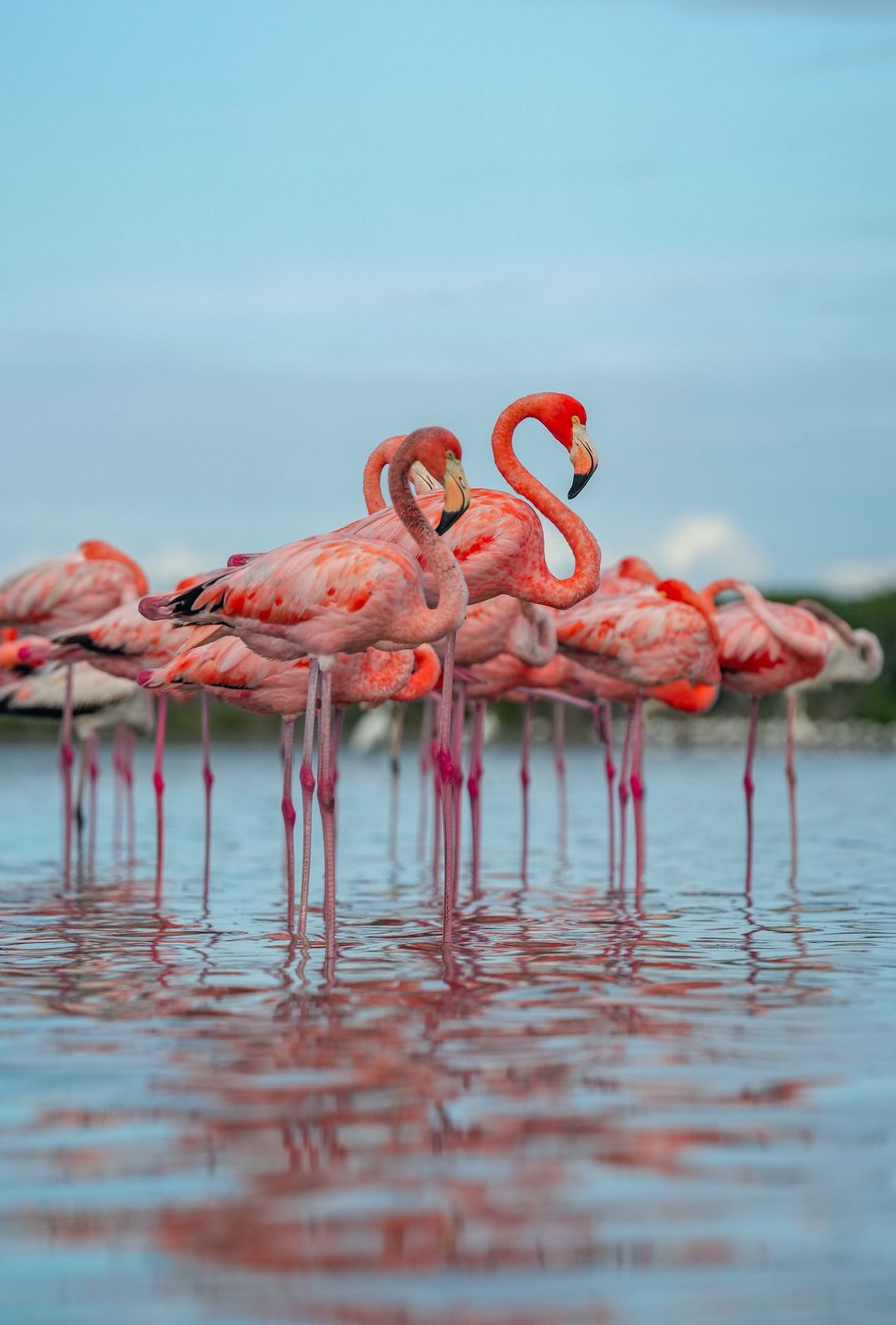 A flock of pink American flamingos standing in shallow water
