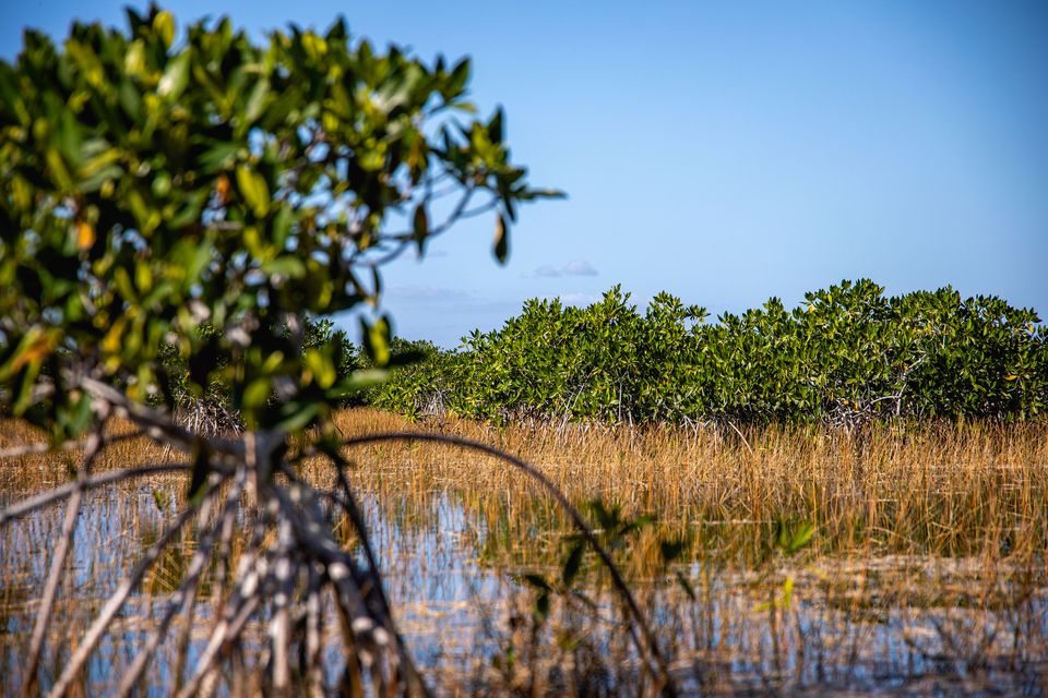 Mangrove trees around open water, a young mangrove in the foreground