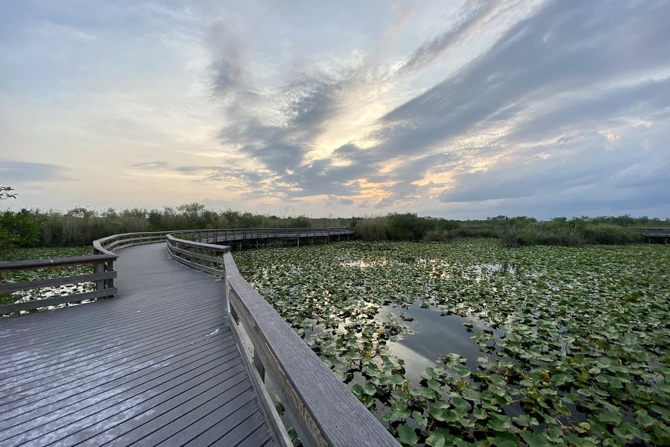 A boardwalk crossing a pond of lily pads under a sunset sky