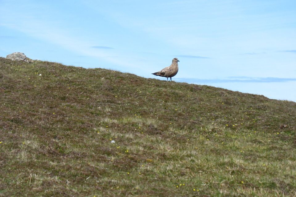 A brown great skua stands on the crest of a heathery slope dotted with small yellow flowers against a pale blue sky