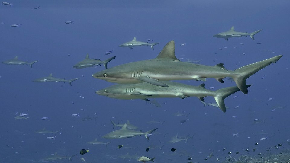 Two grey sharks swimming side by side in blue water, dozens more sharks and small fish around them