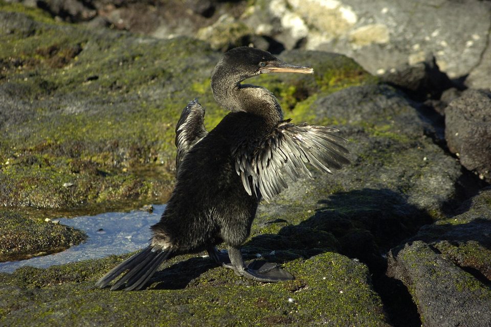 A flightless cormorant on black rock with its short wings held open to dry
