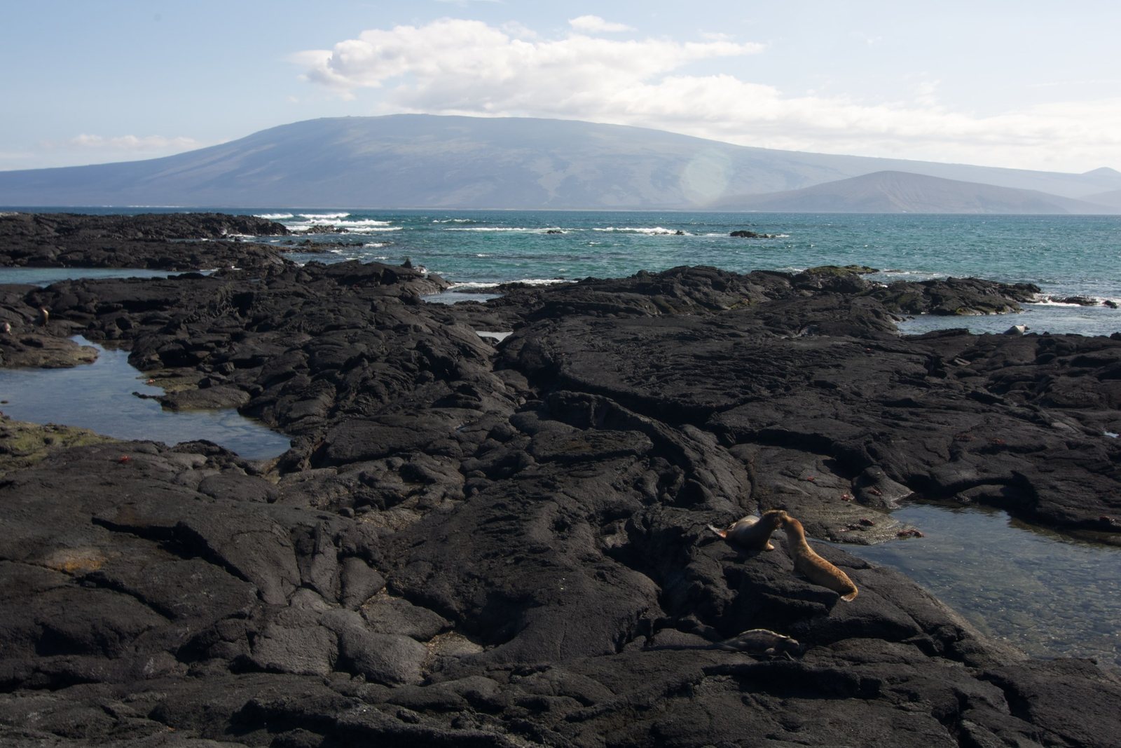 A black lava shore of folded pahoehoe and tide pools running down to the sea, a broad shield volcano across the channel under cloud