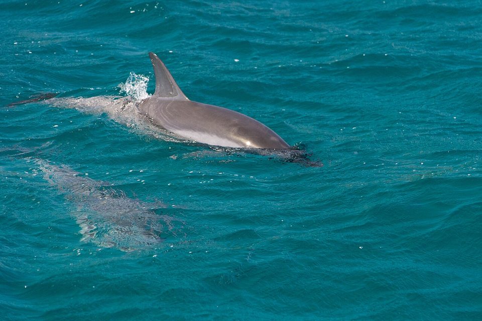 A sleek grey dolphin breaks the surface of teal water, a second one visible underwater behind