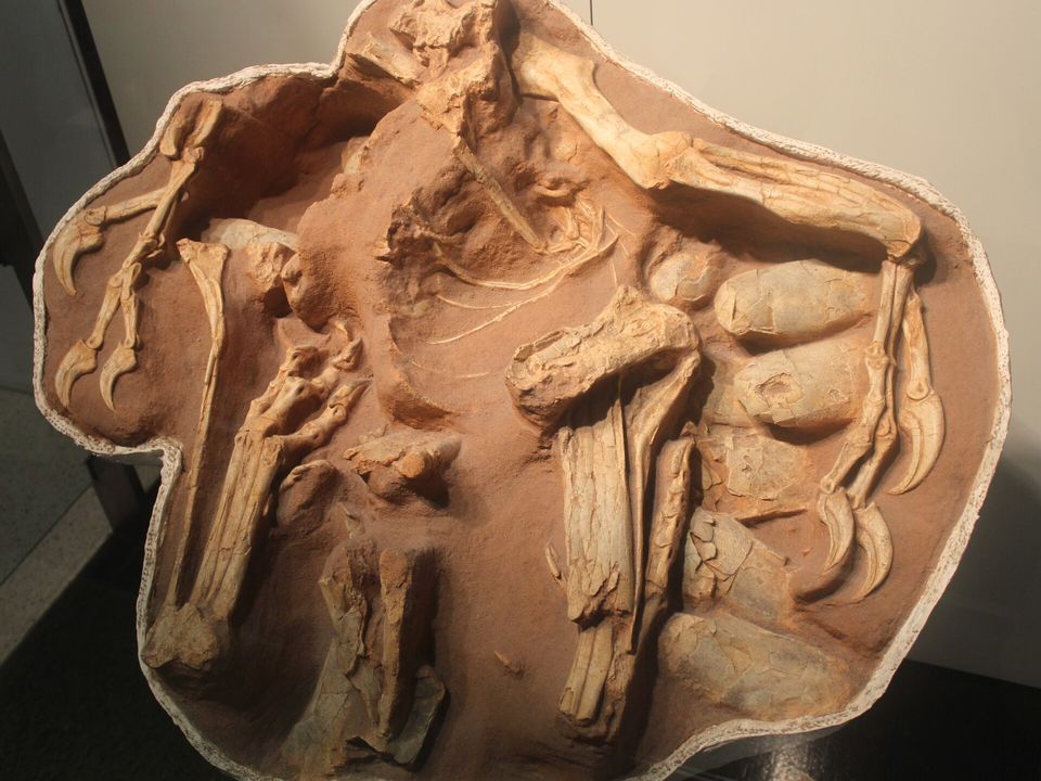 A fossil slab showing a skeleton with clawed limbs spread over a nest of eggs