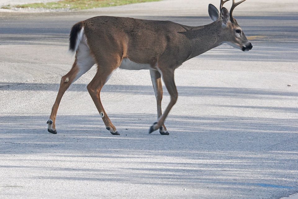 A small slender deer with short forked antlers walking across a pale road in dappled shade