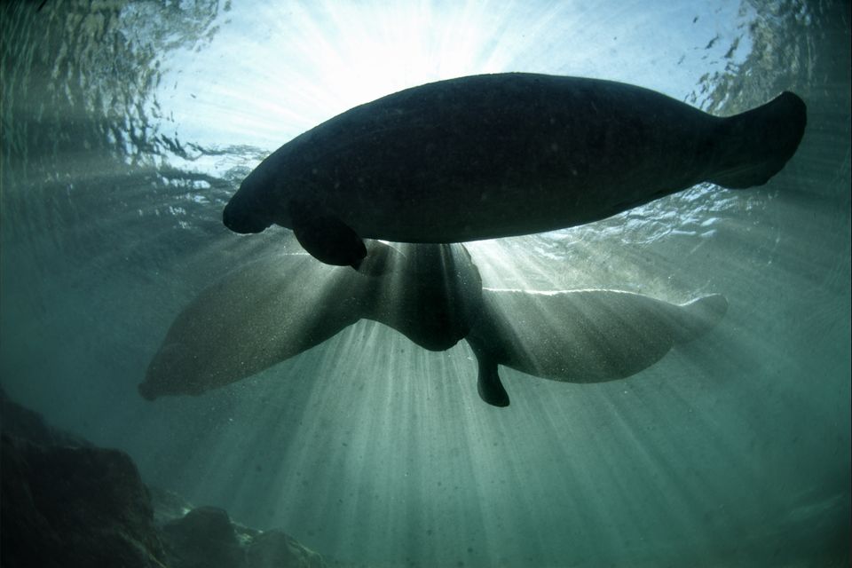 Manatees swimming over a spring in backlit water, sun rays from above