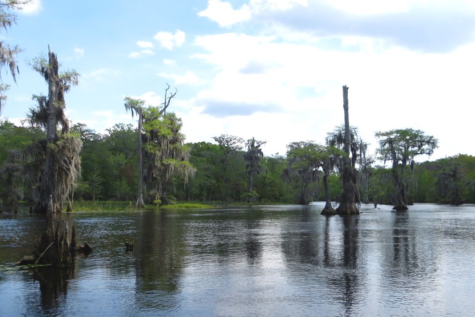 Cypress trees and Spanish moss over still water on the Wakulla River